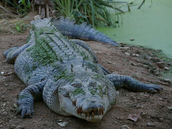 Тело 8-летнего ребенка достали из желудка крокодила