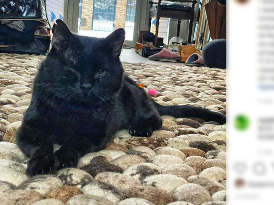 Ветеринары нашли СПИД у кота Димы Билана