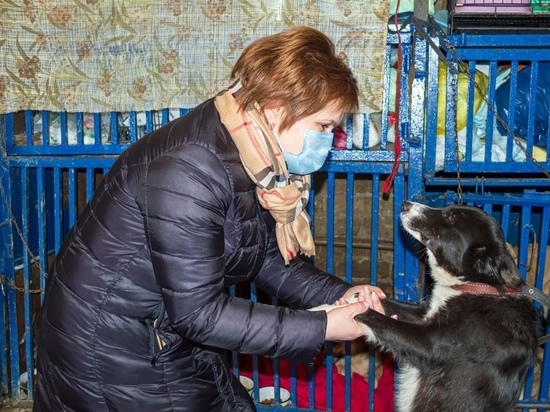 Мэрия Рязани не намерена закрывать Службу по контролю за бездомными животными