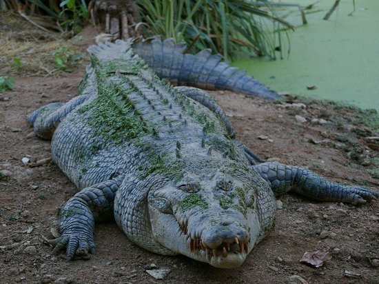 Сотни крокодилов-убийц вырвались на свободу с фермы в ЮАР