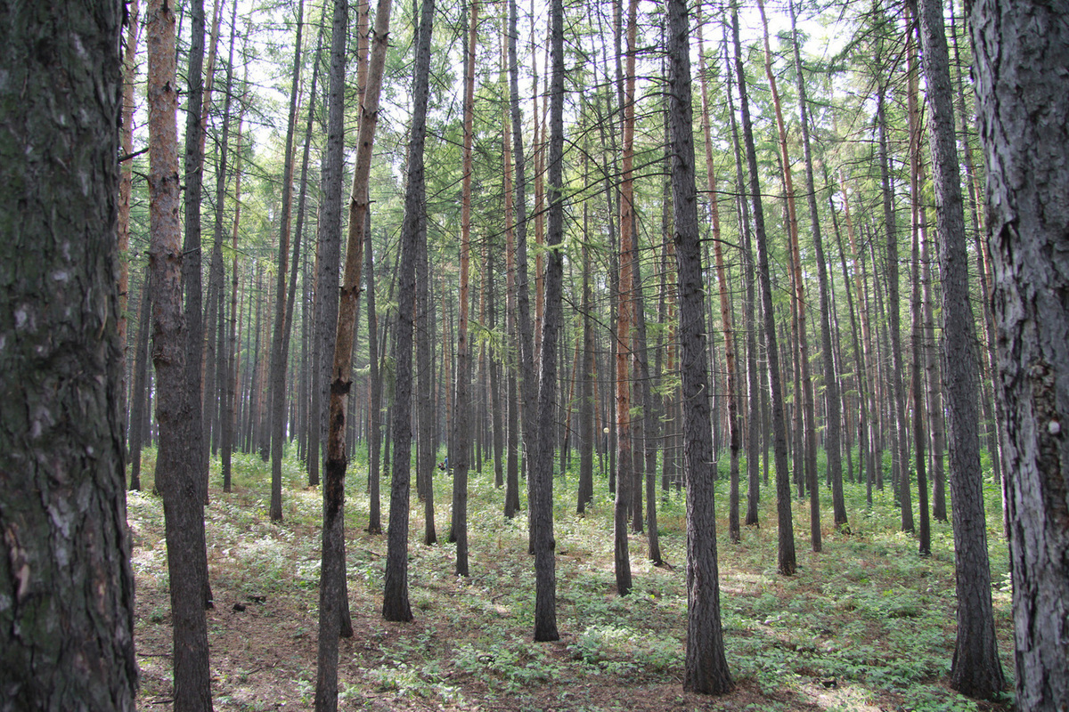 Изм лес. Комплексное использование лесов. Состояние лесов в промышленных центрах.. Многостороннего использования леса.\.