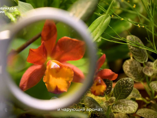 Ученые из Петербурга к 8 марта вывели новый сорт орхидеи