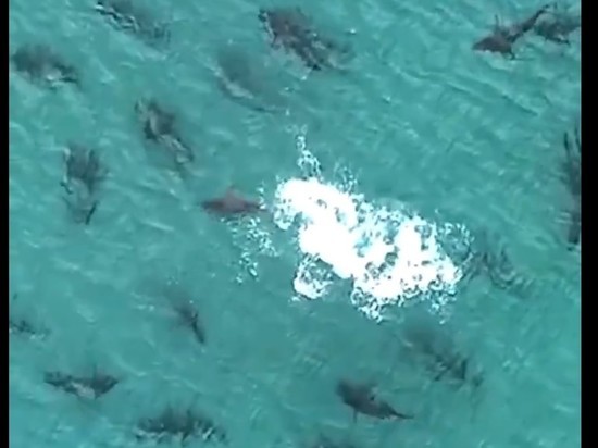 Cтаи черноперых акул оккупировали пляжи Флориды: видео