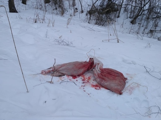 В калужском заповеднике браконьеры застрелили беременную лосиху