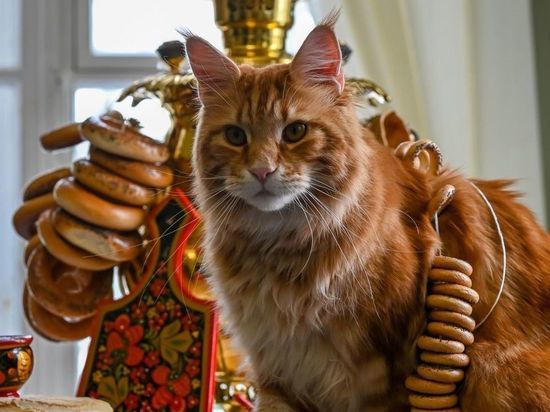 Кот псковского митрополита «пригласил» Instagram-подписчиков на Масленицу