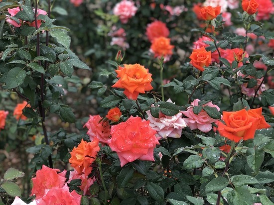 В Удмуртии выращивают более 10 млн роз