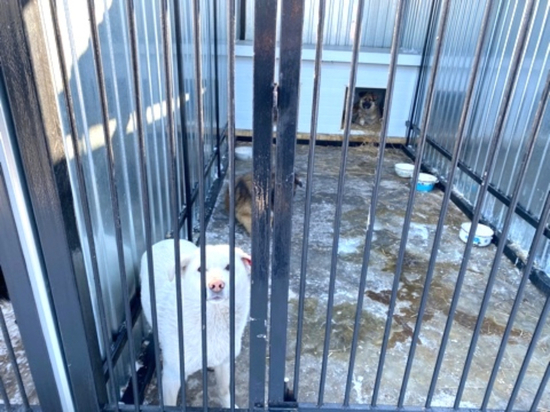 Стоимость контракта 115,2 тысячи рублей