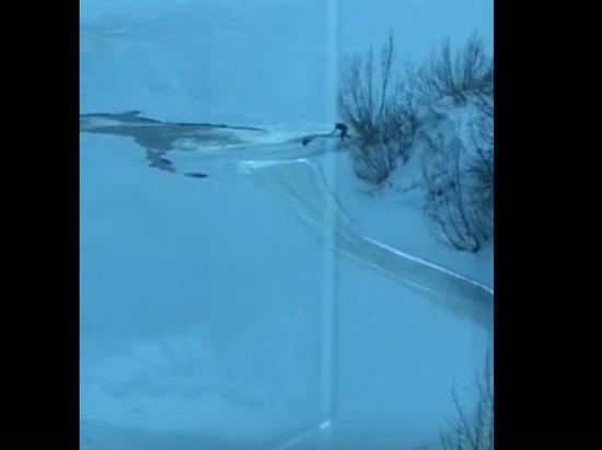 Красноярец спас упавшую под лед и чуть не утонувшую собаку