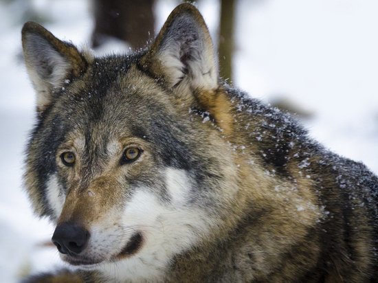 Почти 900 тыс р будет перечислено забайкальским охотникам на волков
