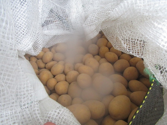В Оренбуржье уничтожили 60 тонн картофеля