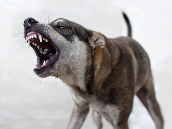 Информация о нападении бродячей собаки на пенсионерку с внучкой в Тверской области дошла до следователей