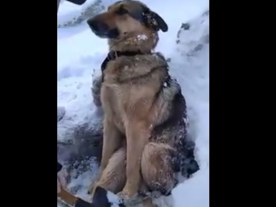 Под Калугой спасли вмерзшую в лед собаку