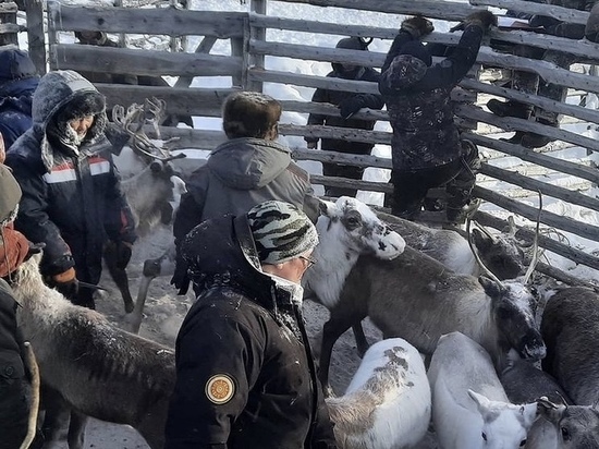 В Булунском районе Якутии началась корализация оленей