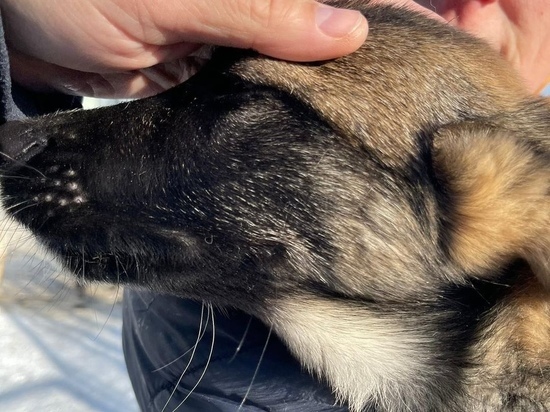 Спасенного в Пскове щенка не собираются возвращать владельцу