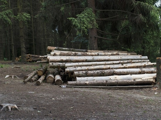 Более 6 600 кубометров древесины вывезли из Владимирской области в начале года