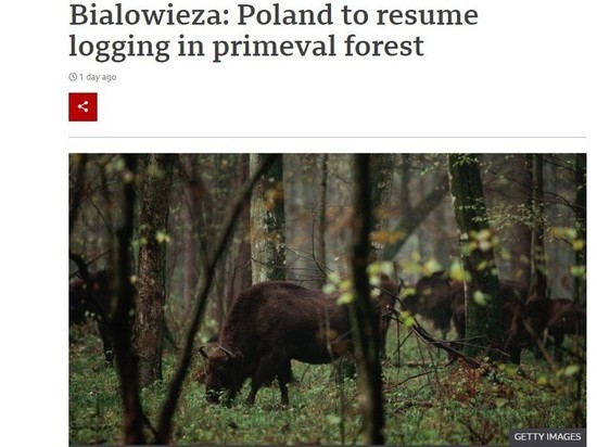 Польша возобновит вырубки в Беловежской пуще – первозданном древнейшем лесе Европы