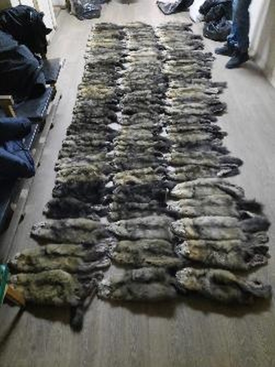 При проверке машины в Приангарье нашли 213 шкур соболя на 11,4 млн