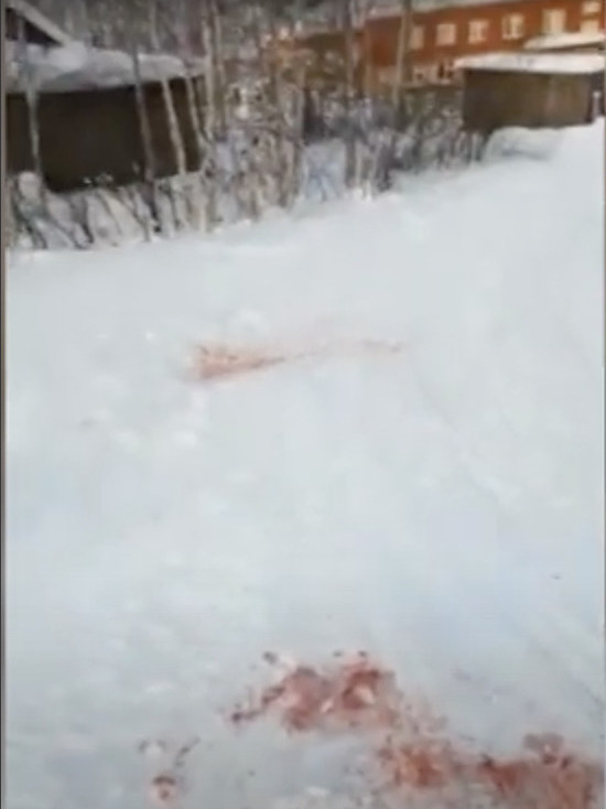 В югорском селе волки загрызли нескольких собак