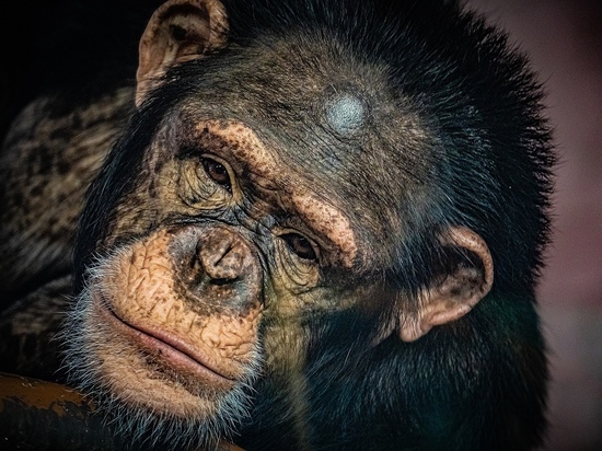Красноярский зоопарк открыл павильон с обезьянами