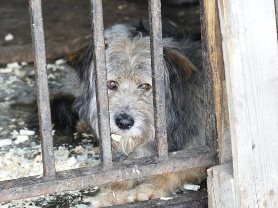 Общественники Хабаровска обсудят вопросы обращения с бездомными животными
