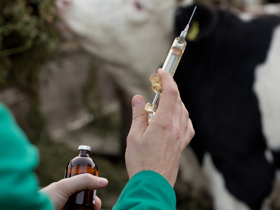 В Костромской области началась кампания по вакцинации домашних животных от бешенства
