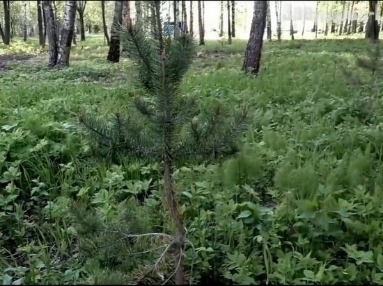 Уничтоженный вандалами памятный сад в Тверской области восстановят