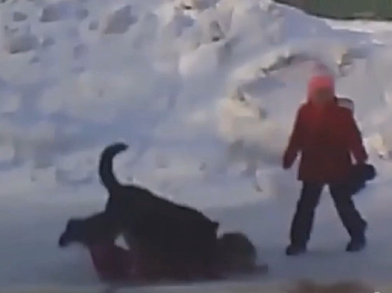 В Магнитогорске огромная собака накинулась на детей