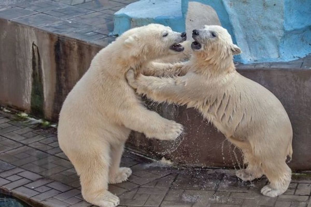 Зоопарк новосибирск белые медведи. Новосибирский зоопарк белые медведи. Норди и Шайна в Новосибирском зоопарке. Белые медведи в Новосибирском зоопарке. Белые медведи Норди и Шайна Новосибирский зоопарк.