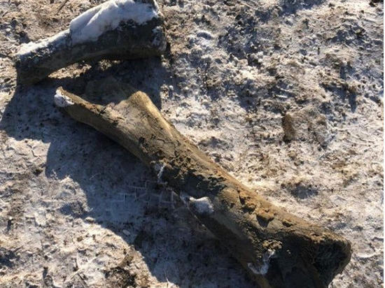 В городе Кемерово на Притомском проспекте нашли останки мамонта