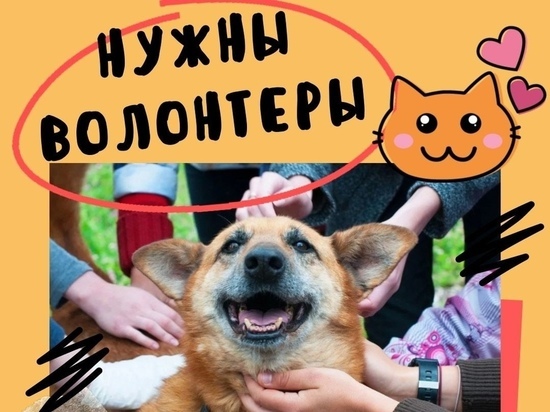 Приюту «КотоПес» в Лабытнанги нужны волонтеры для строительства дополнительных вольеров