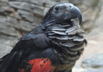 Пара орлиных попугаев, которых из-за яркого черно-красного окраса еще называют «попугаями Дракулы», впервые появилась в столичном зоосаде