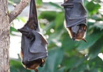 Китайская исследовательская группа обнаружила 24 новых коронавируса у летучих мышей в радиусе нескольких километров