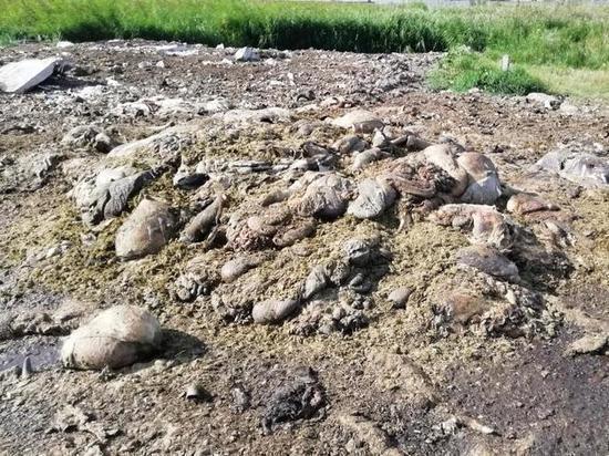 Незаконные скотомогильники нашли в Омской области