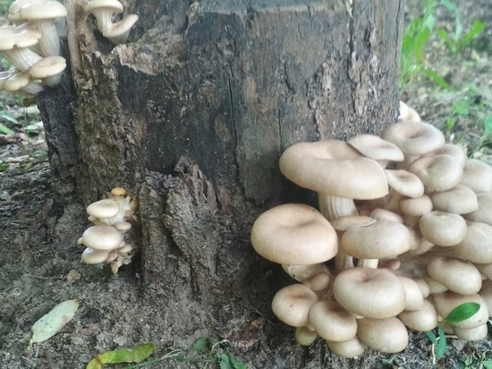 Тульская область стала одним из лидеров грибоводства в России