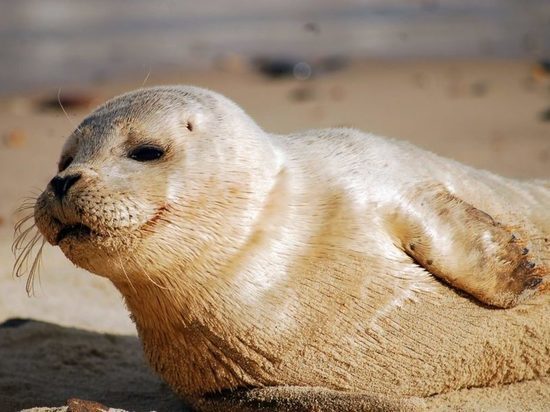 Жителей северной части Поморья просят не беспокоить службу спасения из-за тюленей