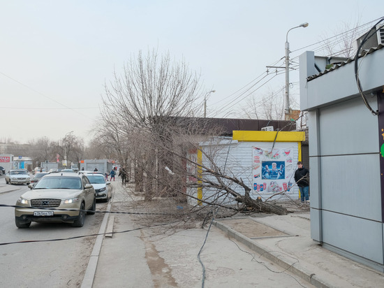 Упавшее дерево оборвало провода ЛЭП на юге Волгограда: видео