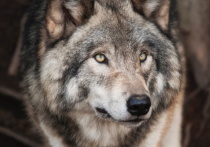 Волков, лис, шакалов и енотовидных собак в охотничьих угодьях может стать меньше