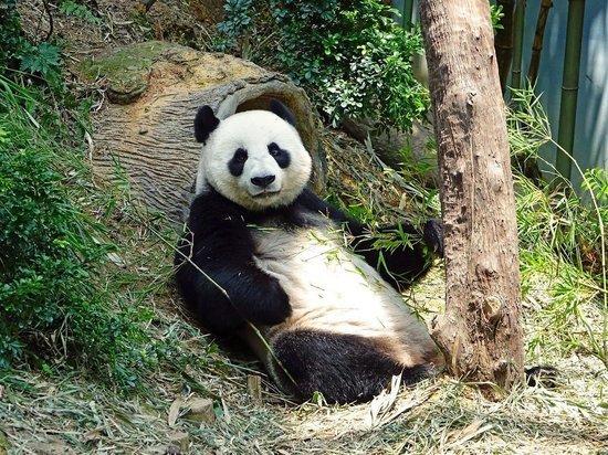 Панда из Московского зоопарка "разорвала в клочья" подаренную ей "робопанду"