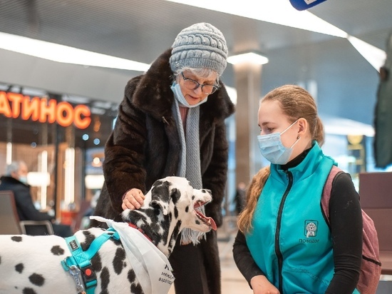 В красноярском аэропорту собаки будут помогать людям с аэрофобией