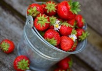 Прекрасного урожая ягод и огурцов советуют ждать будущим летом на своих огородах специалисты Тимирязевской сельхозакадемии
