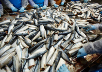 От вылова сардины иваси, самой дешевой в России рыбы, могут отказаться крупные рыбодобытчики