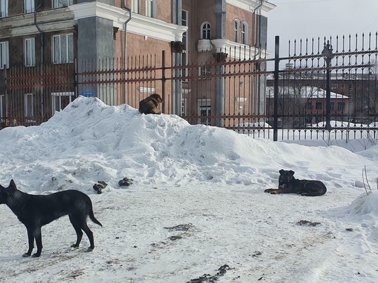 Власти Новокузнецка планируют создать муниципальный приют для бездомных животных