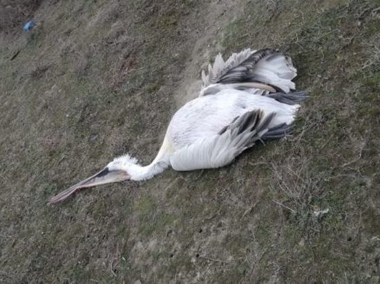 В Дагестане погибло 40 краснокнижных пеликанов