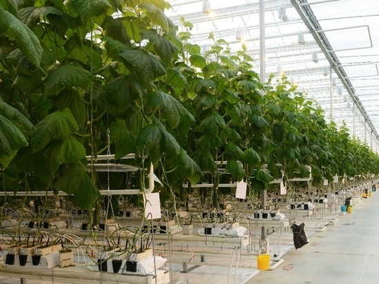 26 место в России занимает Смоленская область по тепличному овощеводству