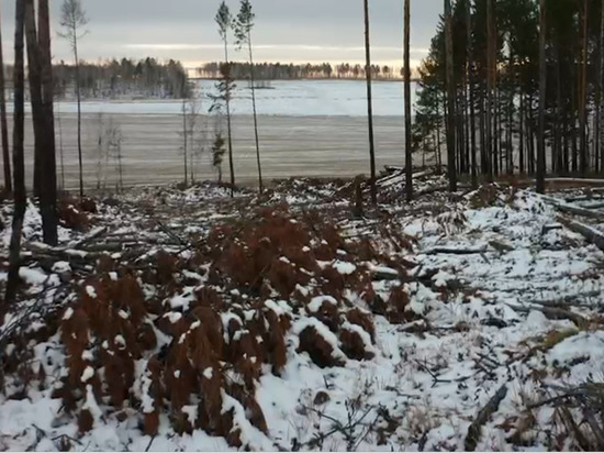Под Красноярском срубили 1,5 тыс здоровых деревьев под видом «санитарной рубки»