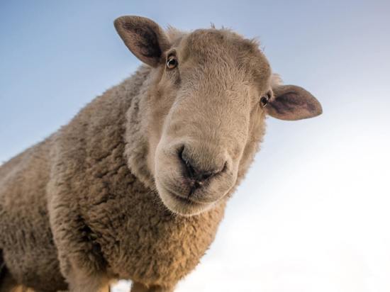 В Псковской области стало больше овец и коз