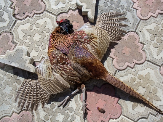 Браконьеры нанесли охотничьим угодьям ЛНР ущерб в 150 000 рублей