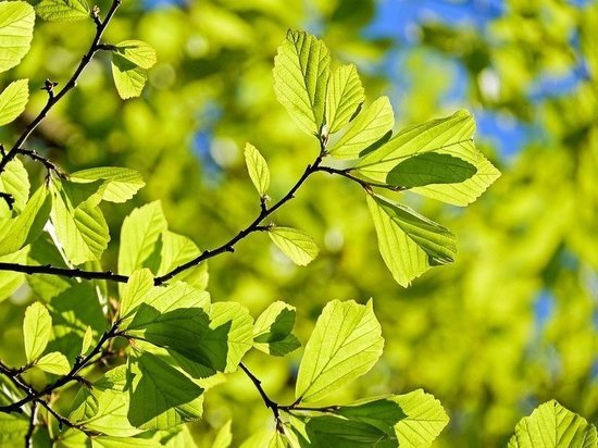 Студенческие команды Тюмени отпразднуют Крымскую весну