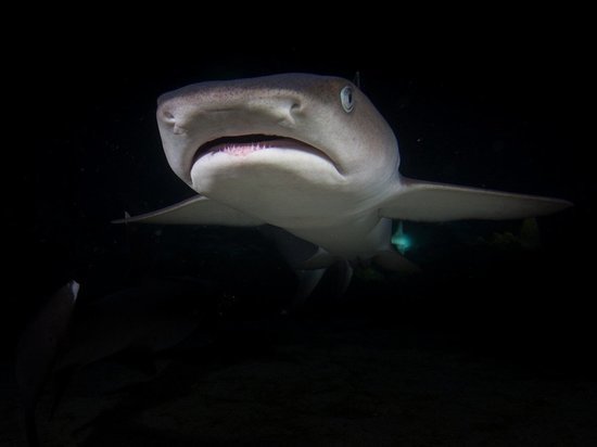 Science: В Мексике обнаружили останки древней "крылатой" акулы