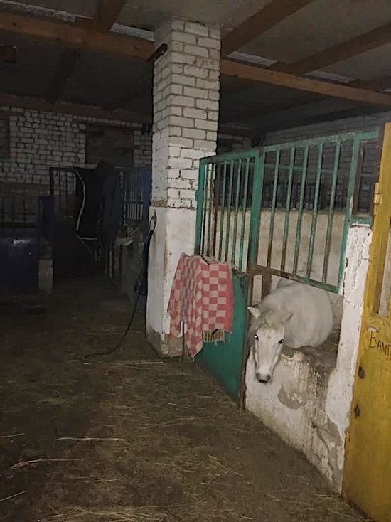 В Ивановском СУ СК рассказали, как девочка из конюшни с травмами попала в больницу